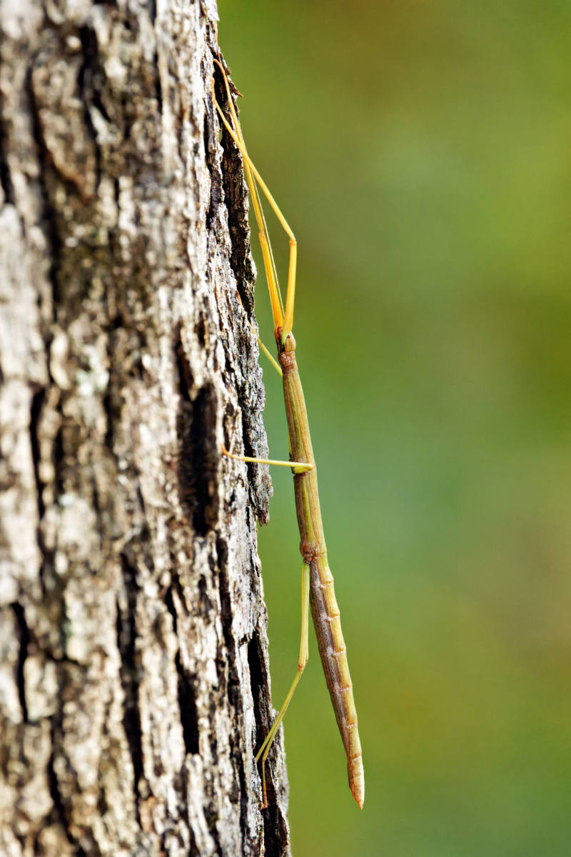 Walking Stick Insect In A Tree