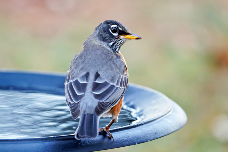 American Robin at the Bird Bath