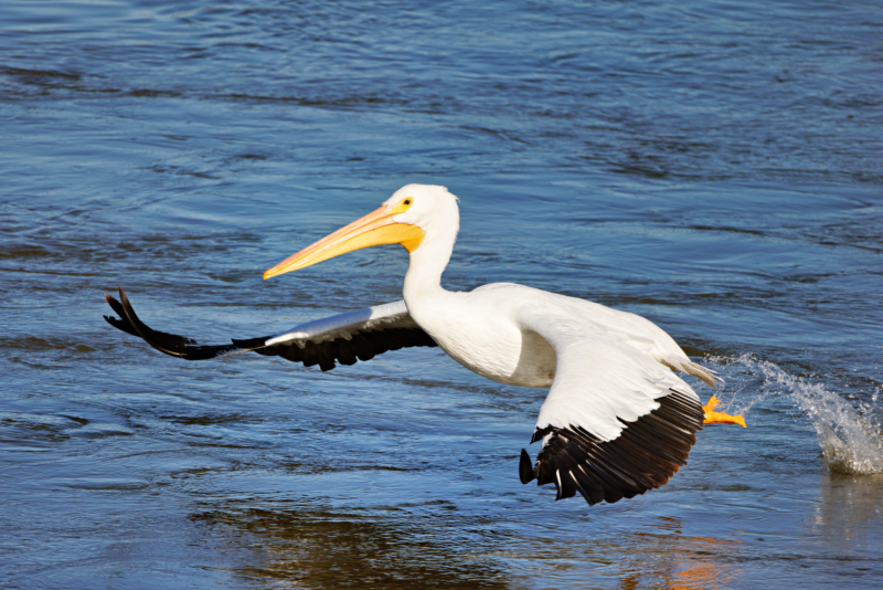 American White Pelican Taking Flight at Kerr Dam