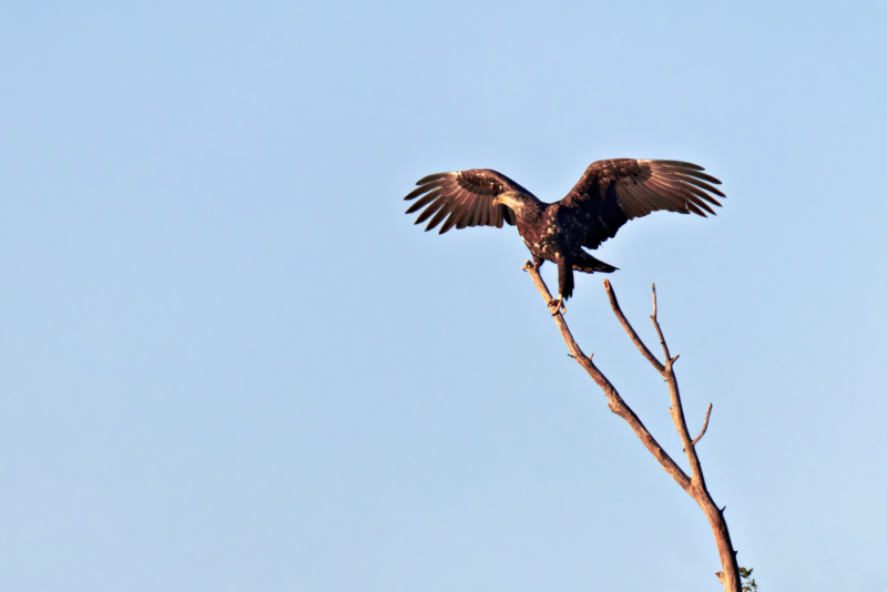 Juvenile Bald Eagle Lands at Charleston Lake