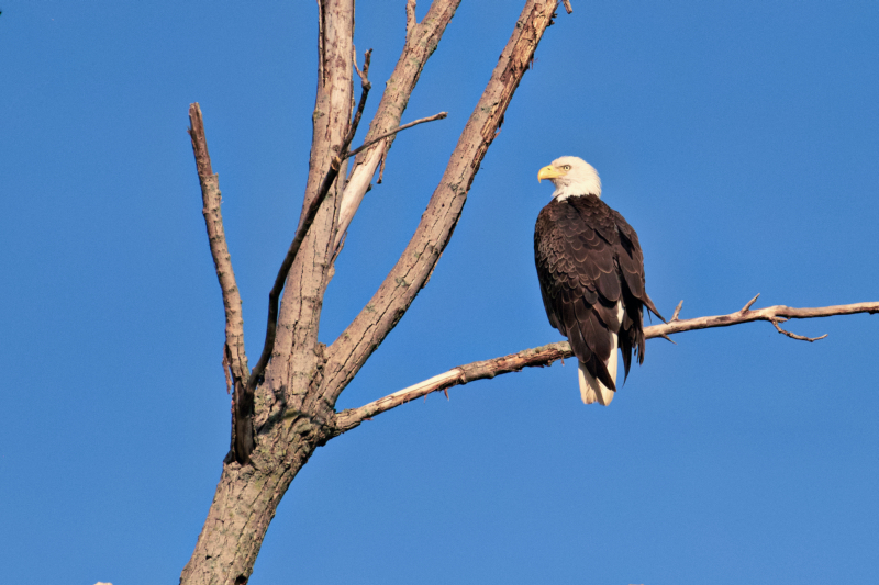 Bald Eagle Perched Over Flooded Fields at Sequoyah National Wildlife Refuge