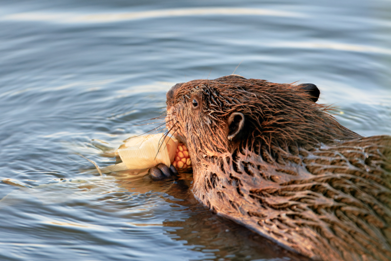 North American Beaver Enjoying Corn at Sequoyah National Wildlife Refuge