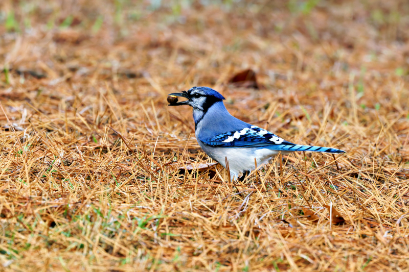 Blue Jay Ready to Swallow an Acorn