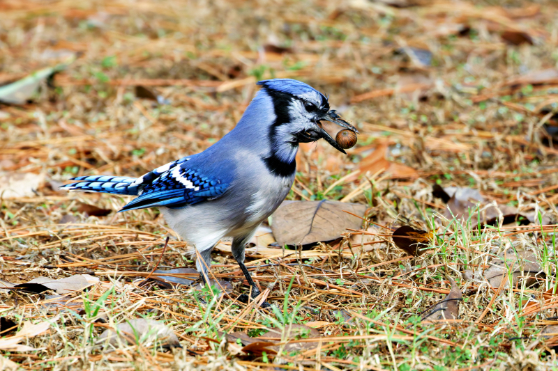 Blue Jay with an Acorn: A Clever Opportunist in Action