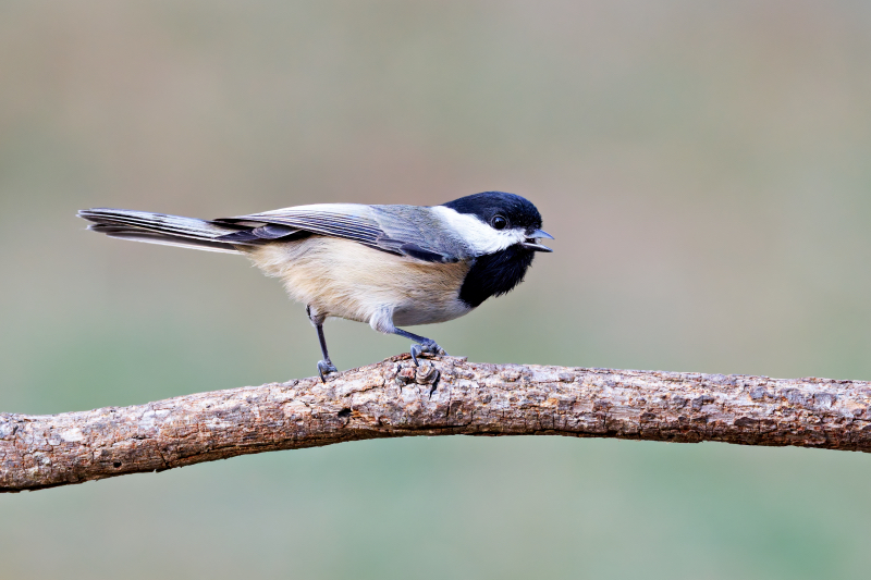 Carolina Chickadee in Motion