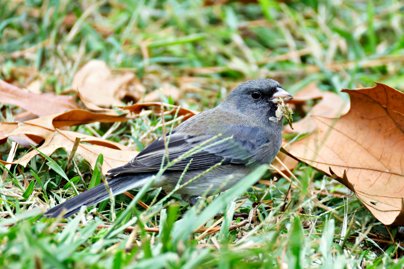 Dark-eyed Junco Foraging Near Feeder