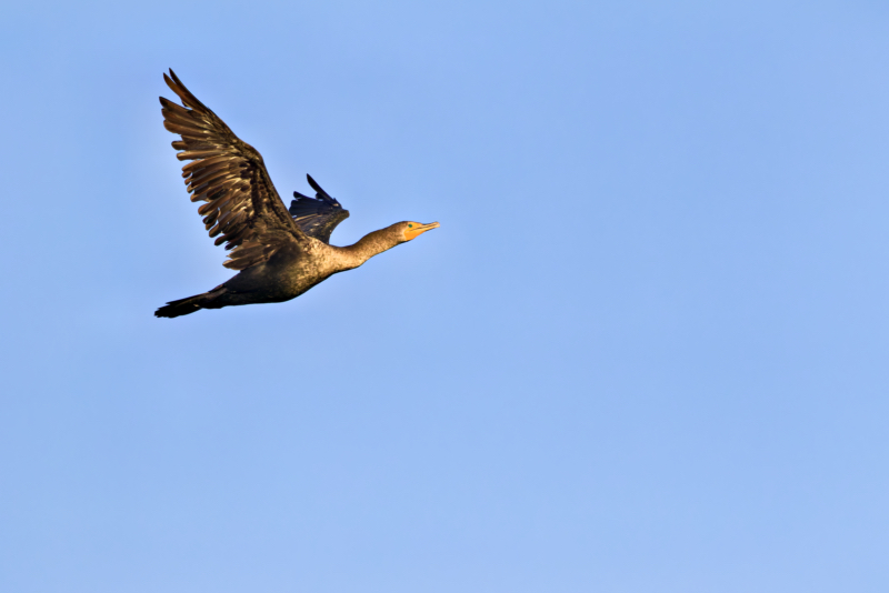 Double-crested Cormorant in Flight