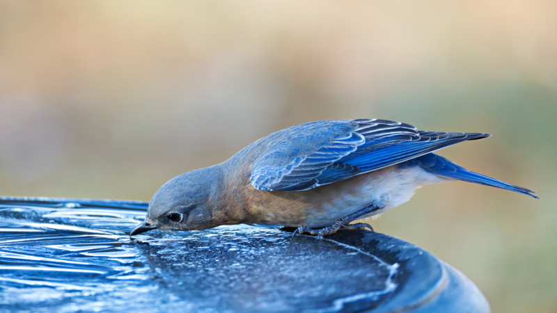 Eastern Bluebird Drinking from an Icy Birdbath