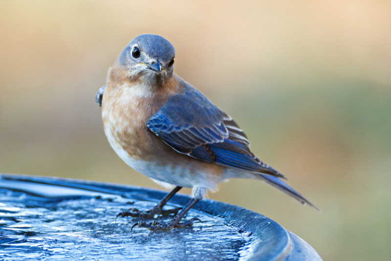 Curious Eastern Bluebird on the Birdbath