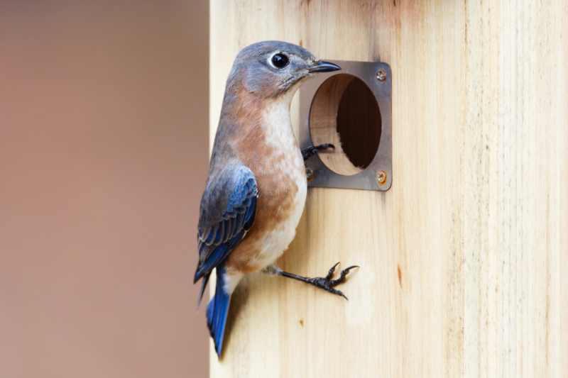 Eastern Bluebird Inspecting the Birdhouse