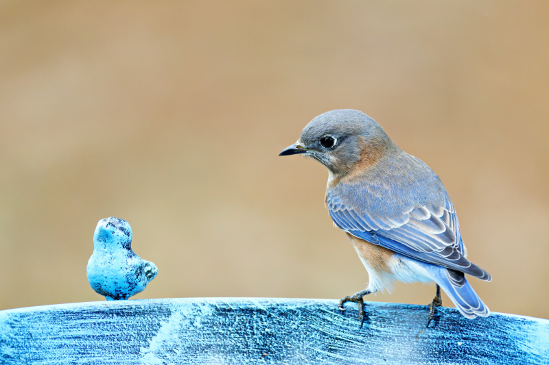 Curious Encounter: Eastern Bluebird Meets Its Match