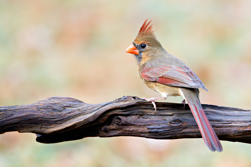 Female Northern Cardinal Finds a Perfect Perch