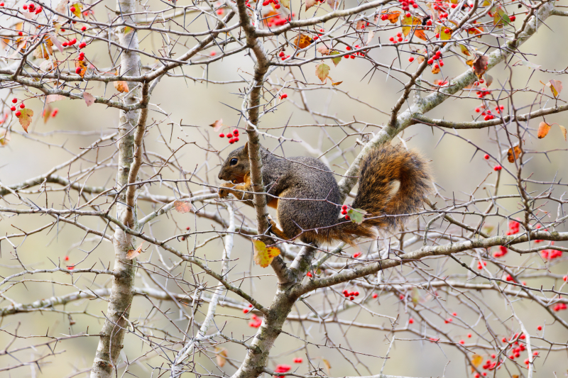 Fox Squirrel Enjoying Washington Hawthorn Berries