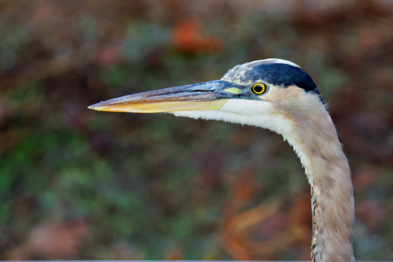 Focused Elegance: Great Blue Heron at Charleston Lake