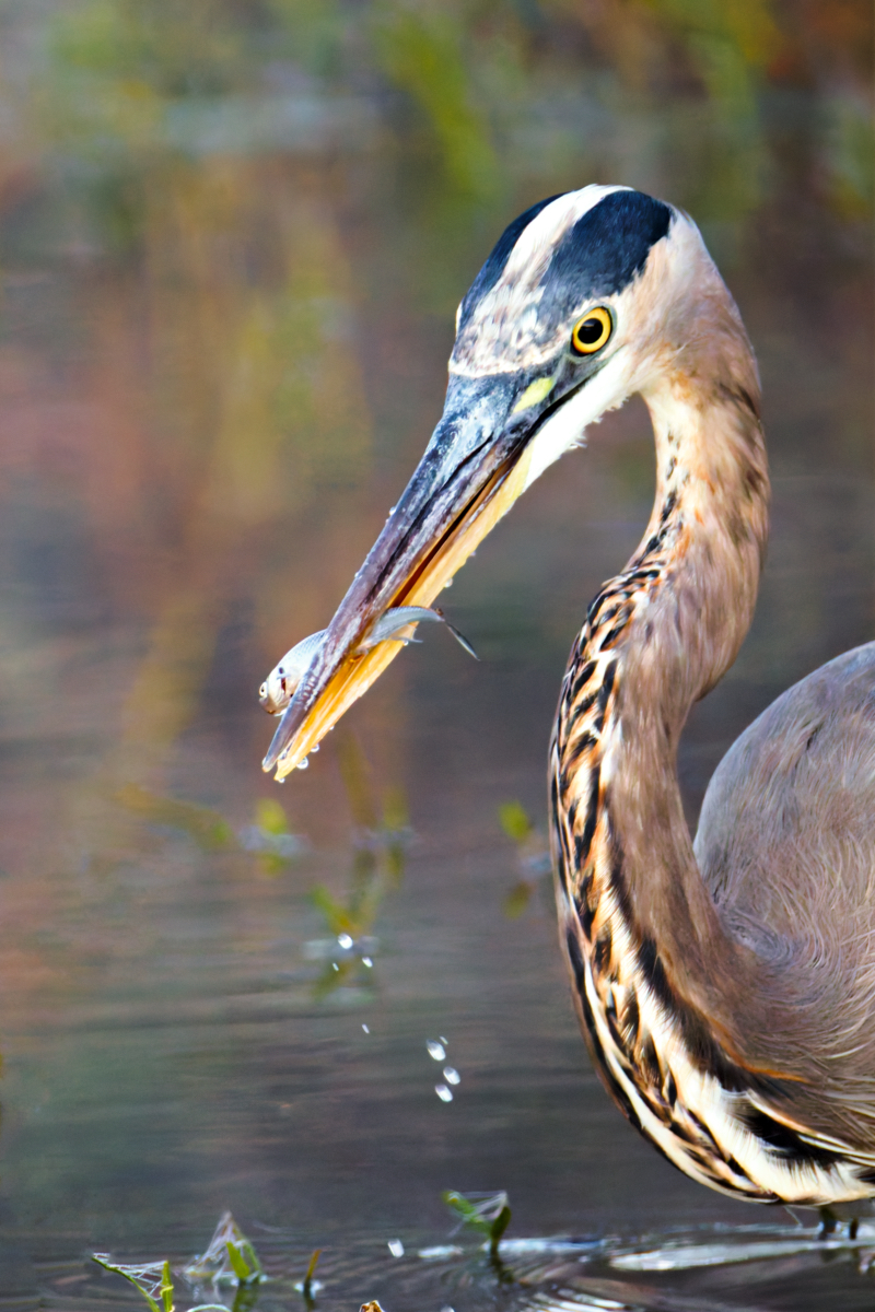 Great Blue Heron with a Catch at Charleston Lake