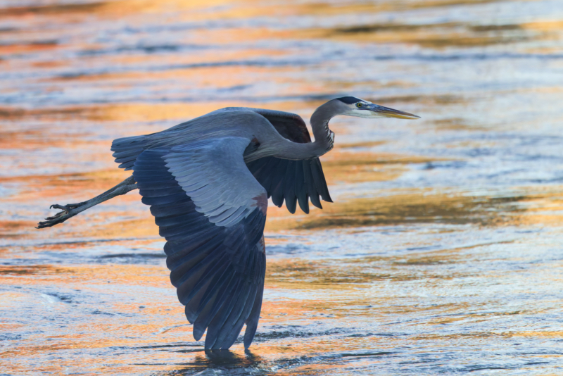 Great Blue Heron Over the Water