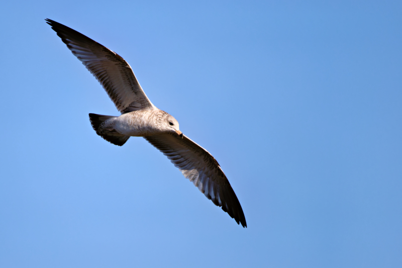 Ring-billed Gull in Flight at Kerr Dam