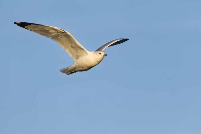 Ring-billed Gull on the Wing