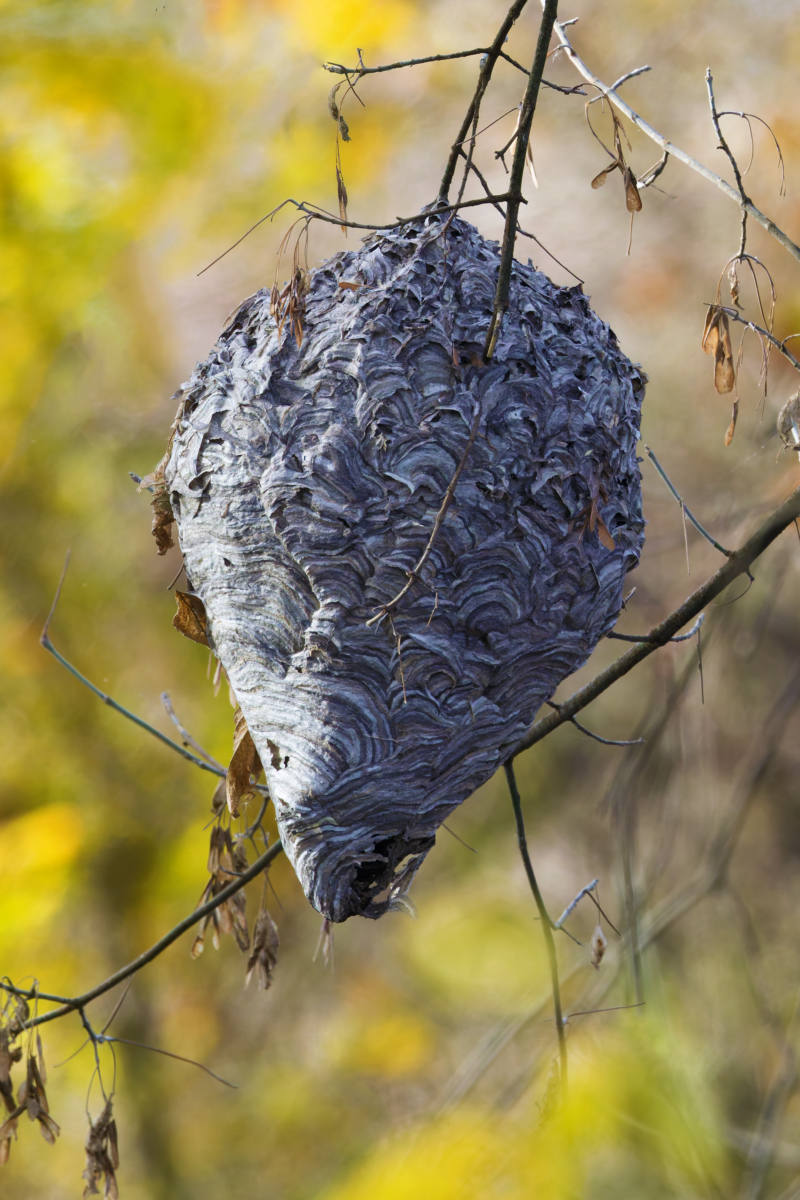 Close-up of a Bald-faced Hornet’s Nest