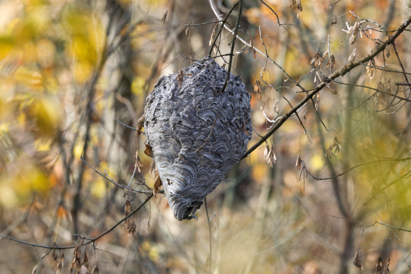 Bald-faced Hornet’s Nest at Sequoyah National Wildlife Refuge