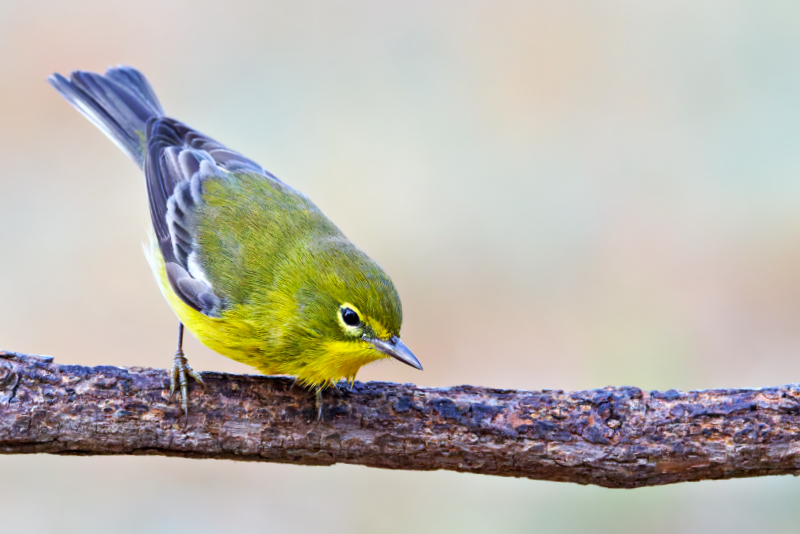 This Pine Warbler Scans His Surroundings