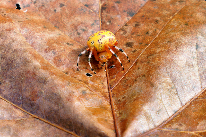 Marbled Orb Weaver Spider On Leaf