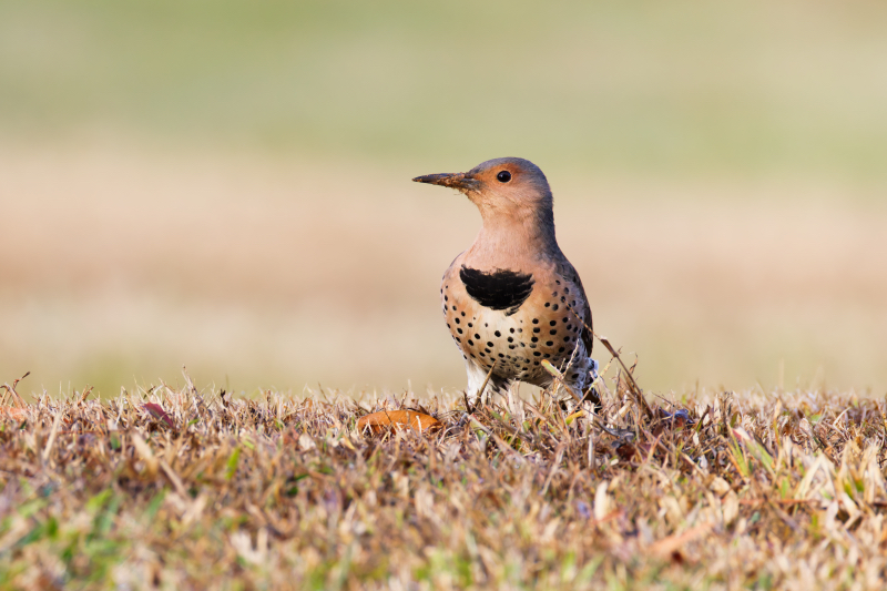 Northern Flicker on Alert