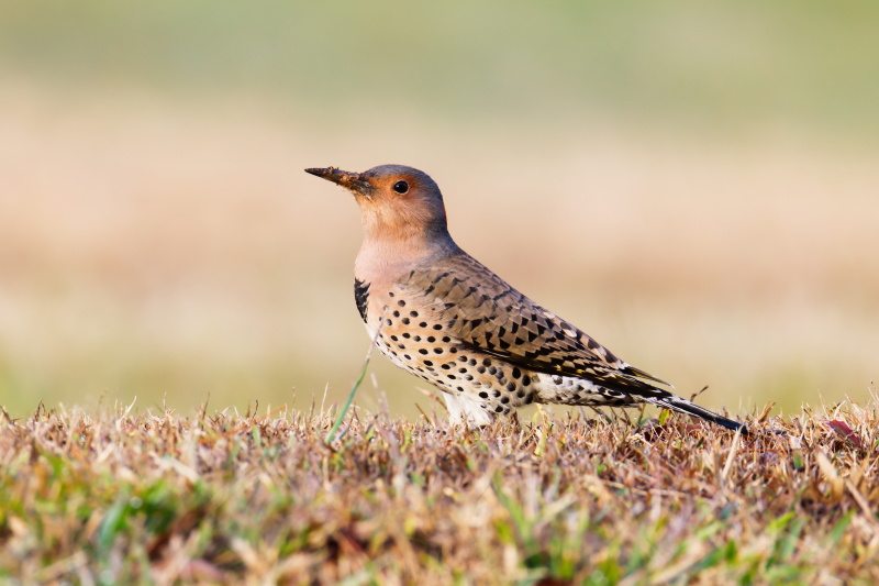 Ground Forager in Action