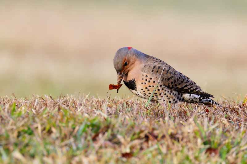 Leaf-Lifting for Lunch