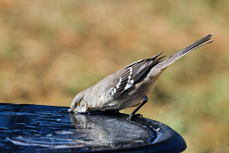 Northern Mockingbird Testing the Ice