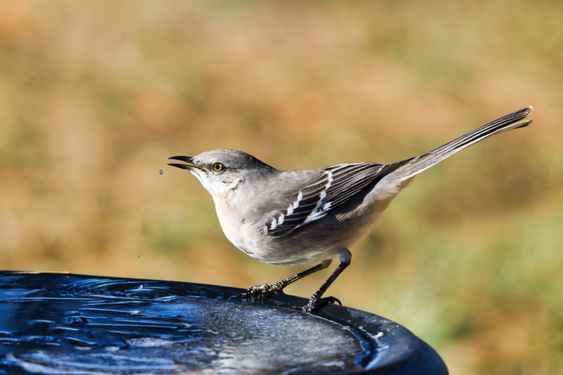 Northern Mockingbird Mid-Drink