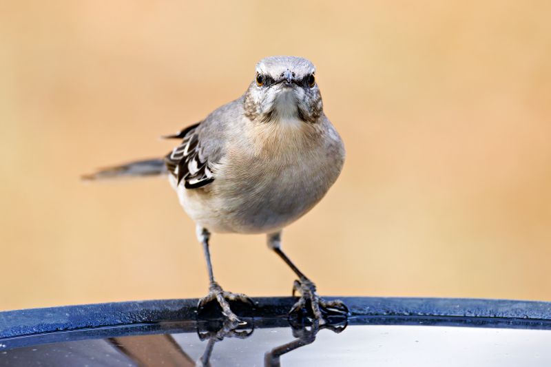 Northern Mockingbird On Guard