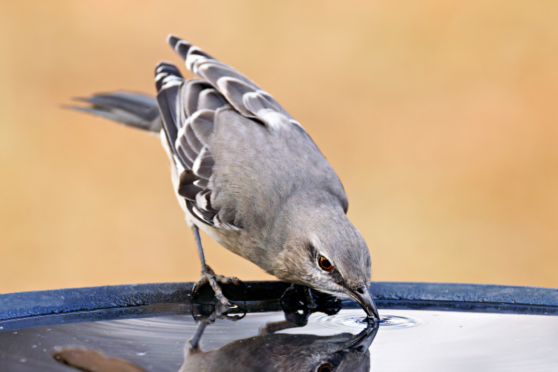 Northern Mockingbird Focused Hydration