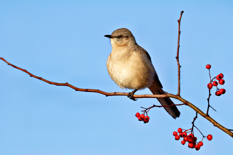 Northern Mockingbird on Guard