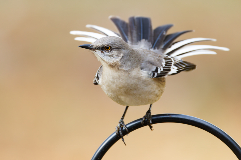 Northern Mockingbird Perched with Fanned Tail Feathers