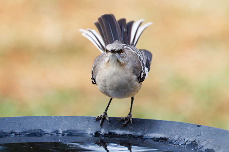 Mockingbird at the Birdbath with Tail Display