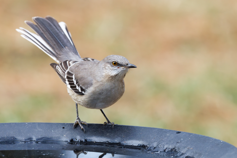 Northern Mockingbird Observing the Birdbath