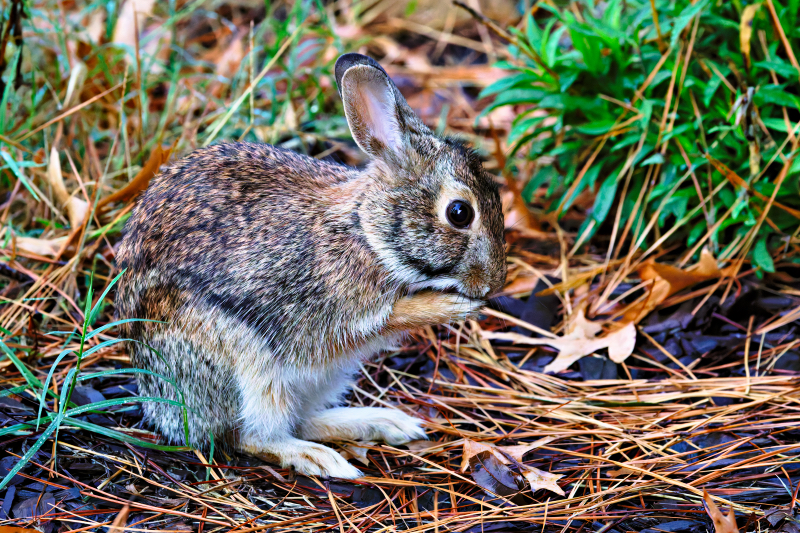 Rabbit Cleaning Its Paws