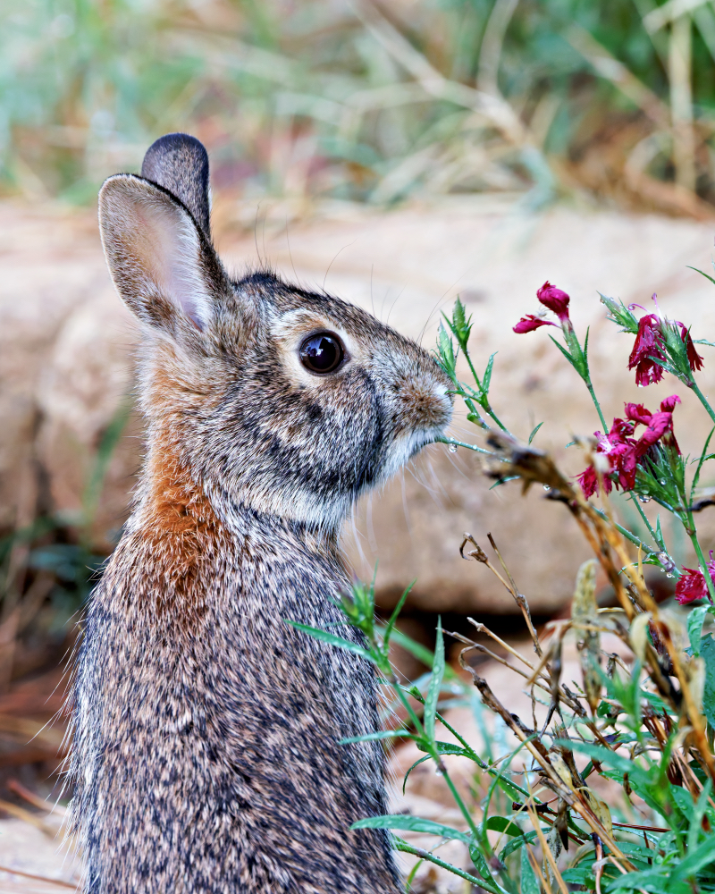 Flower Nibbler