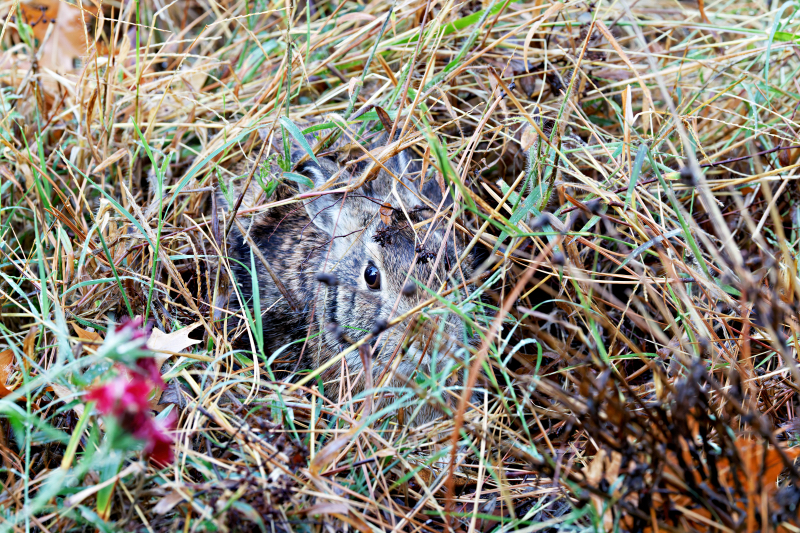 Rabbit Hiding in the Tall Grass