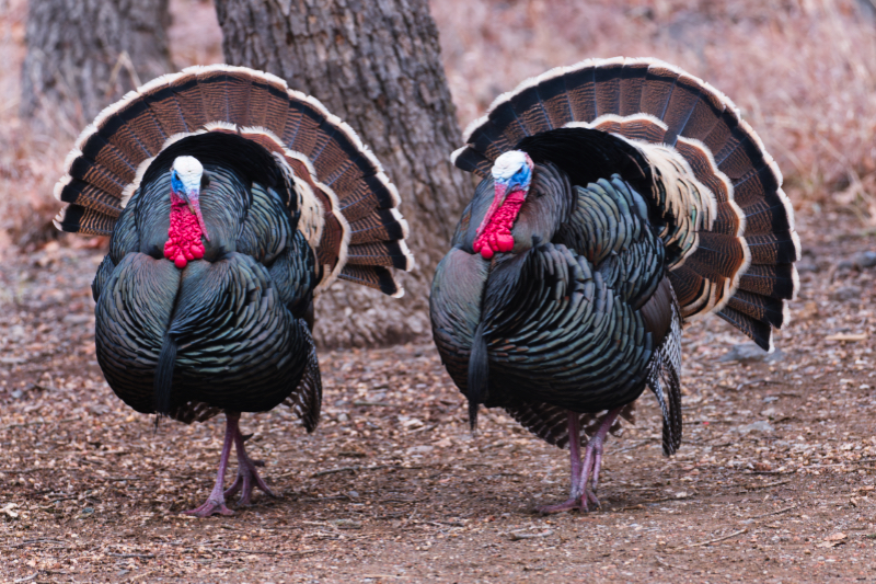 Rio Grande Turkeys in Full Display – Thanksgiving Icons