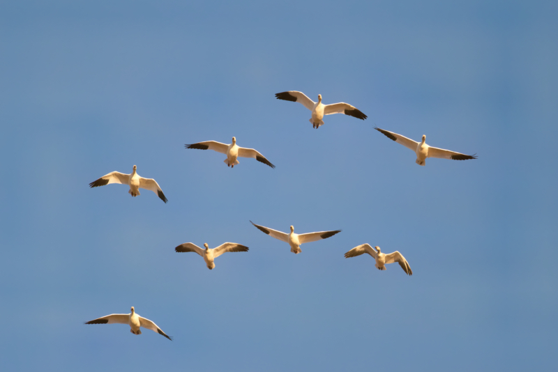 Snow Geese in Flight Over Sequoyah National Wildlife Refuge