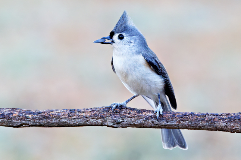 Tufted Titmouse with a Sunflower Snack