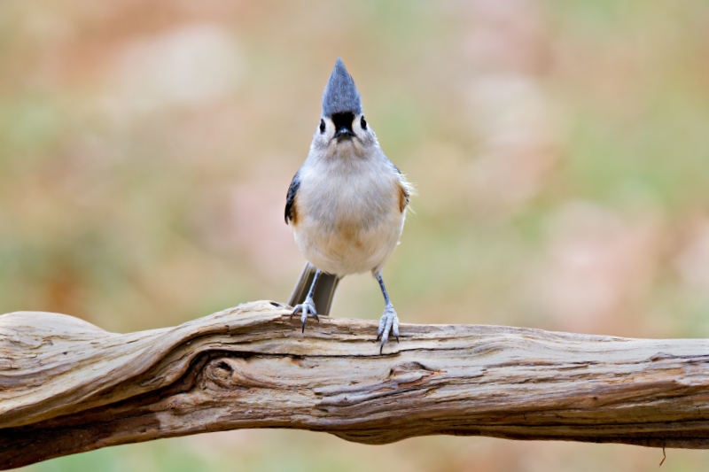 Tufted Titmouse: Crest Raised and Curious