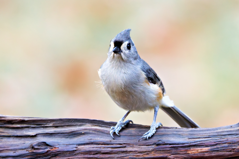 Tufted Titmouse on Driftwood Perch