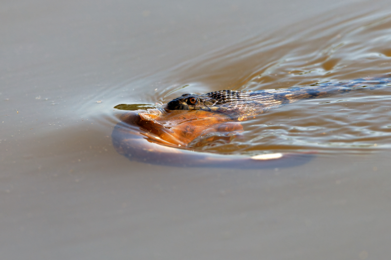 Watersnake Navigates the River with a Fresh Catch