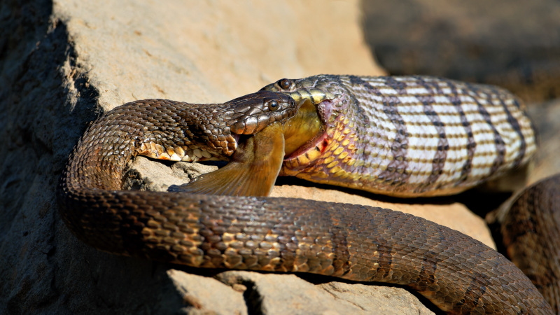 Tug of War: Two Watersnakes Compete for a Catfish Meal