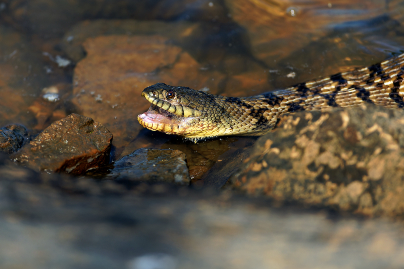 Post-Feast Struggle: Watersnake with Slime-Coated Jaws