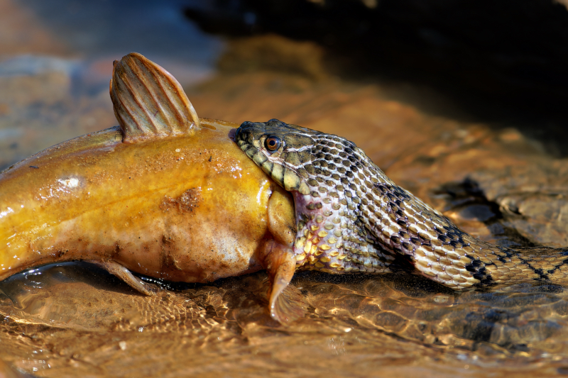 Determined Predator: Watersnake Devours Catfish