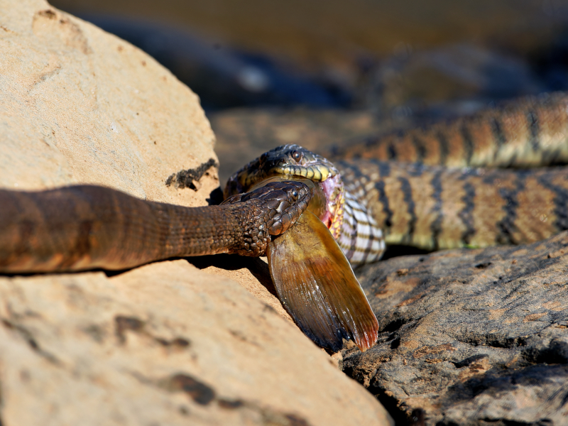 Stalemate on the Rocks: Watersnakes Locked Over a Shared Prey